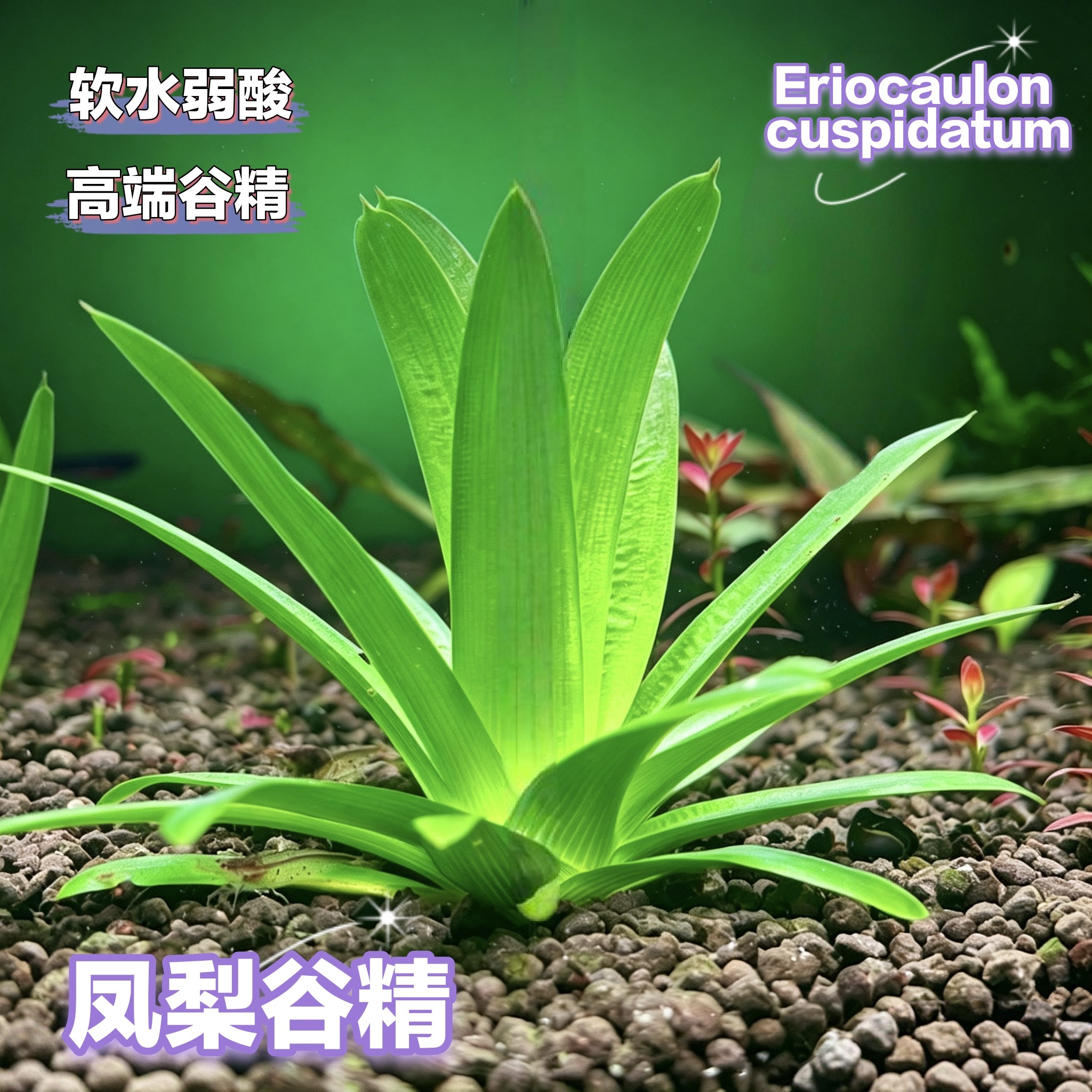 凤梨谷精凤梨古精高端稀有水草中景荷兰景菜园子