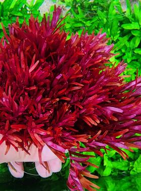 新加坡血红宫廷保真正品直立粗壮生长水下叶新品种高端水草