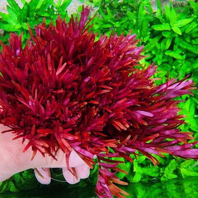 新加坡血红宫廷保真正品直立粗壮生长水下叶新品种高端水草
