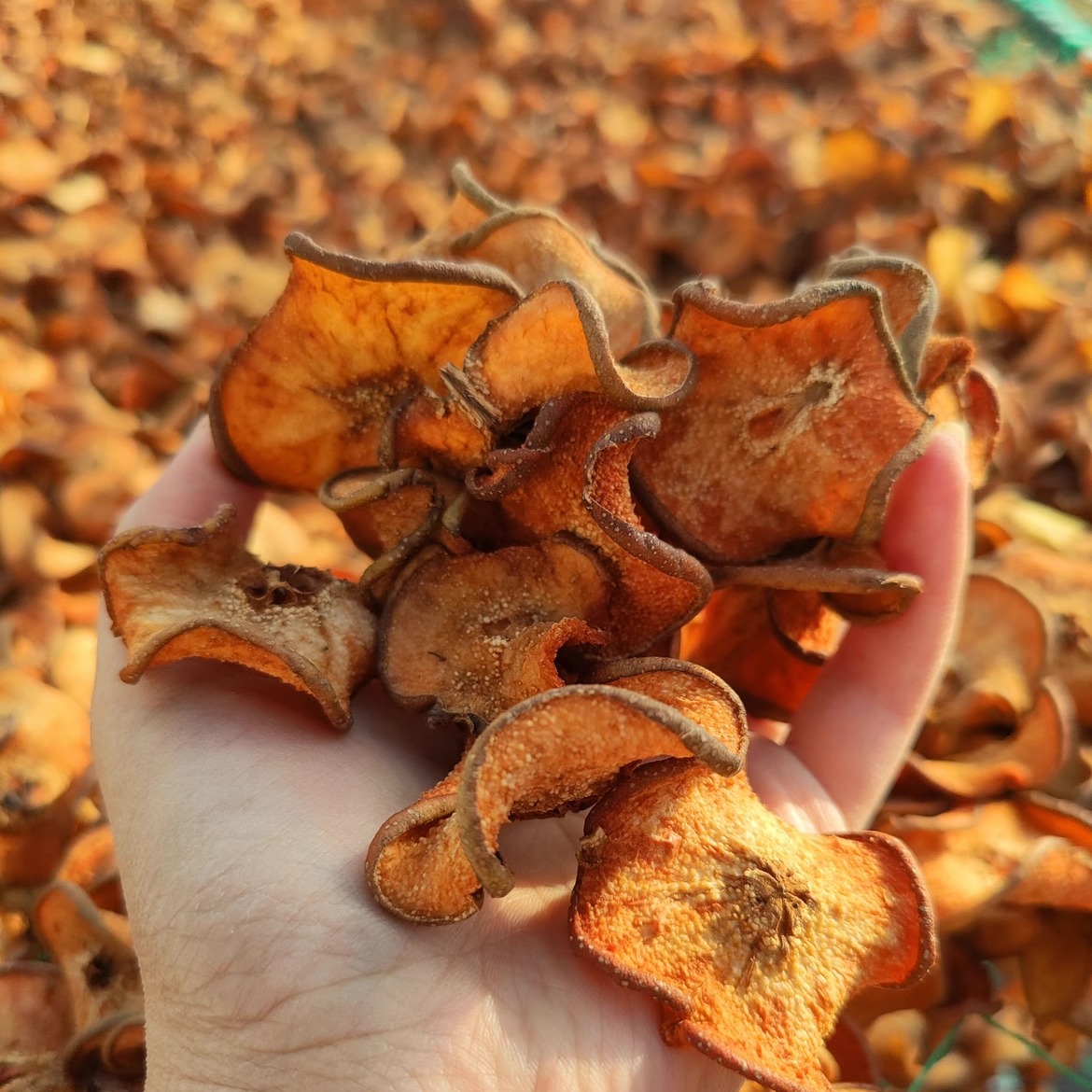 青龙酸梨干 山梨干 老树老品种酸梨农家天然晾晒梨干