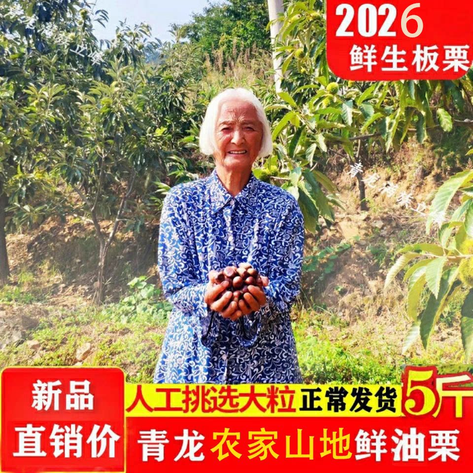 2026年青龙板栗 新鲜生秦皇岛特产 出口级青龙油栗子燕山甘栗油栗