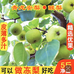青龙酸梨 安梨 农家百年老树酸梨 东北 做梨汁专用酸脆多汁