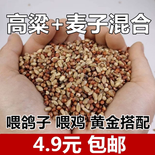 高粱小麦子混合喂鸽子喂鸡鹌鹑渣糁红高梁营养鸽粮食保健砂观赏鸽