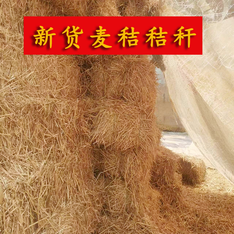 小麦秸秆宠物鸡窝草牛羊食料干麦秸装饰填充狗鸭窝草道具2023新货-封面