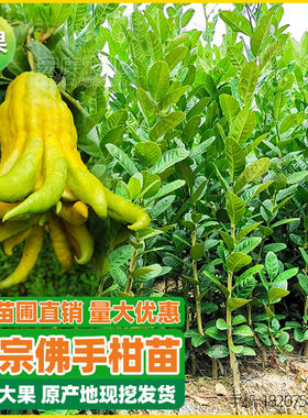 佛手苗佛手柑南方种植地栽