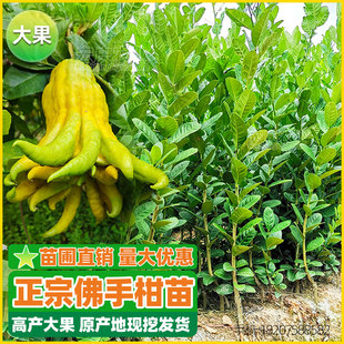 佛手苗广东金佛手柑苗木地栽香橼树苗药材种苗药用盆栽果苗包邮