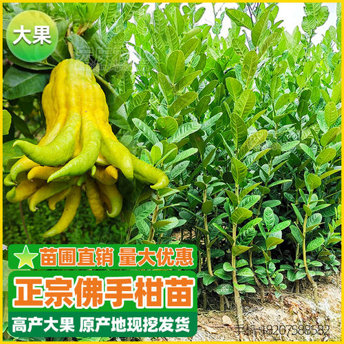 佛手苗佛手柑南方种植地栽