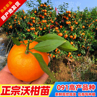 沃柑树苗广西武鸣正宗091新品无核无籽沃橘苗嫁接橘子苗果苗包邮