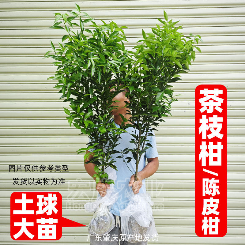 新会陈皮柑树苗茶枝柑苗大红柑正宗小青柑制桔普茶嫁接柑桔果苗