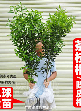 新会陈皮柑树苗茶枝柑苗大红柑正宗小青柑制桔普茶嫁接柑桔果苗