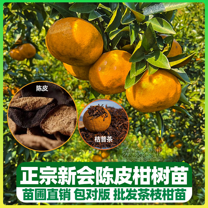 新会陈皮柑苗正宗茶枝柑苗大红柑小青柑普茶制橘普洱茶嫁接果树苗