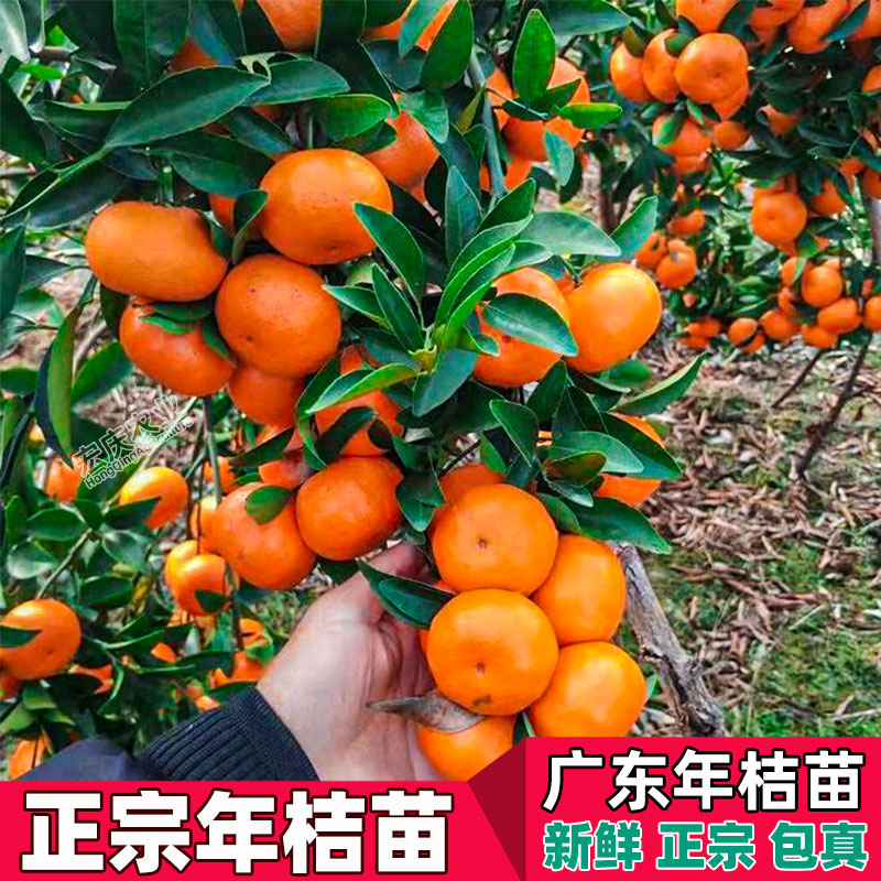 年桔苗廣東龍門甜年桔苗應(yīng)節(jié)春節(jié)新年還神拜神用年桔果樹苗