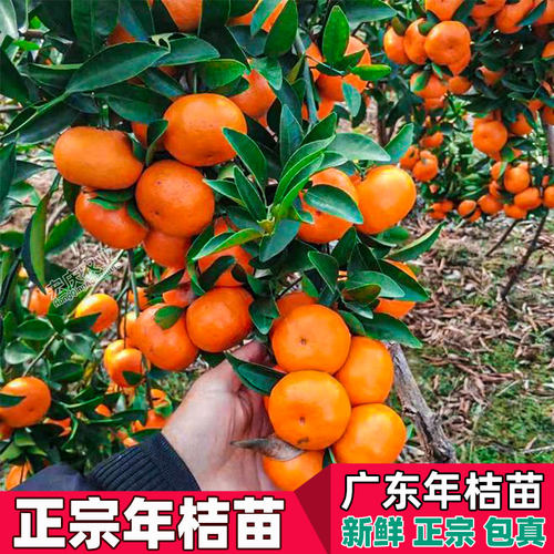 年桔苗广东龙门甜年桔苗应节春节新年还神拜神用年桔果树苗