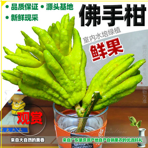 佛手果新鲜金佛手柑观赏闻香带枝清供食用水培香橼果办公室摆件
