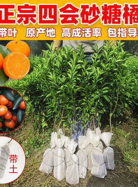 带土嫁接橘子沙糖桔苗包邮
