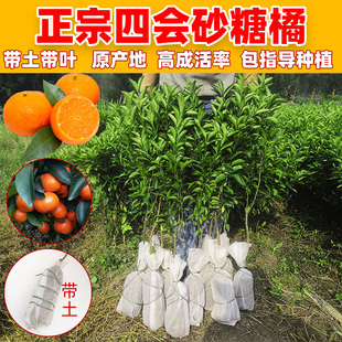 四会砂糖橘树苗带土带叶广东原产地早熟正宗沙糖桔苗嫁接柑桔苗