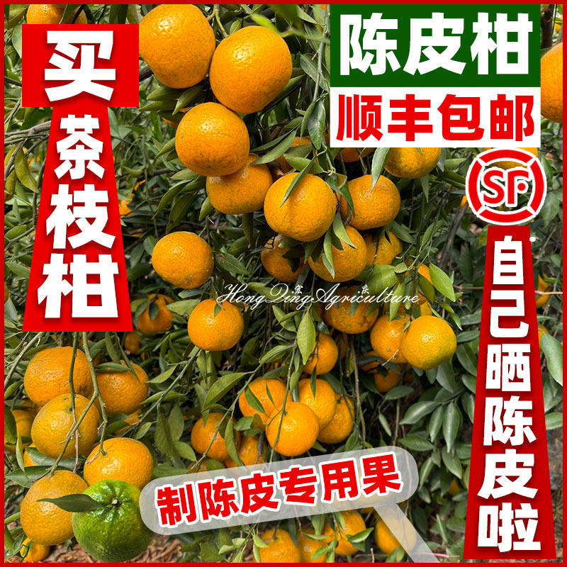 【陈皮专用果实】新会柑茶枝柑陈皮圈枝二红柑大红柑小青柑新鲜果,水产肉类/新鲜蔬果/熟食,桔子,淘宝优惠券,粉丝福利购,淘宝优惠卷