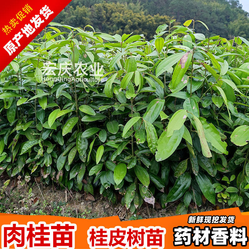 肉桂树苗广东肇庆广西玉桂苗桂苗肉桂皮种子香料入药用药材苗包邮