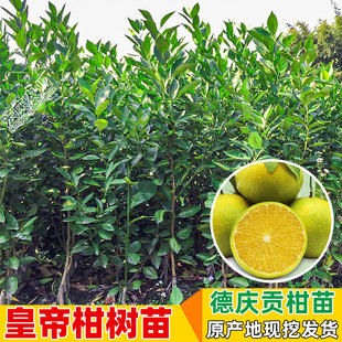 皇帝柑树苗广东德庆贡柑嫁接果树苗正宗柑桔苗贡桔南方大橘子苗