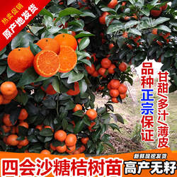 沙糖桔树苗正宗肇庆四会砂糖橘苗橘子无籽无核嫁接当年结果包邮