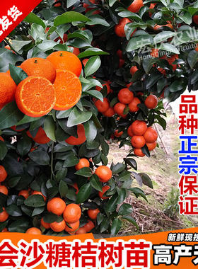 沙糖桔树苗正宗肇庆四会砂糖橘苗橘子无籽无核嫁接当年结果包邮