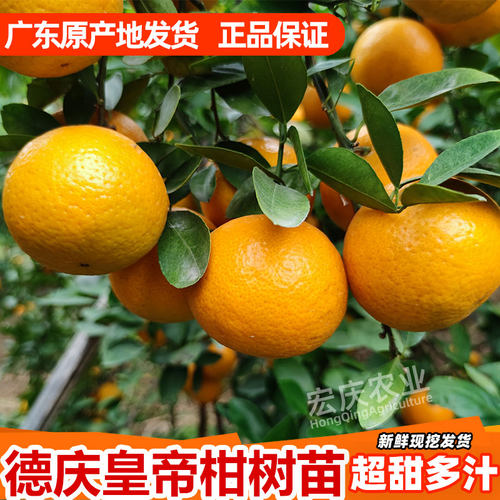 皇帝柑树苗正宗广东德庆贡柑嫁接高产甘甜皮薄原产地果树苗