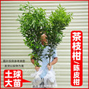 新会陈皮柑树苗茶枝柑苗大红柑正宗小青柑制桔普茶嫁接柑桔果苗