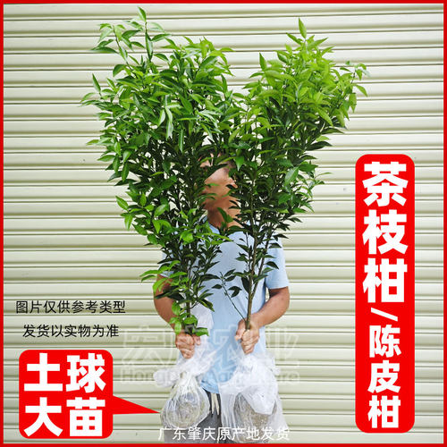 新会陈皮柑树苗茶枝柑苗大红柑正宗小青柑制桔普茶嫁接柑桔果苗