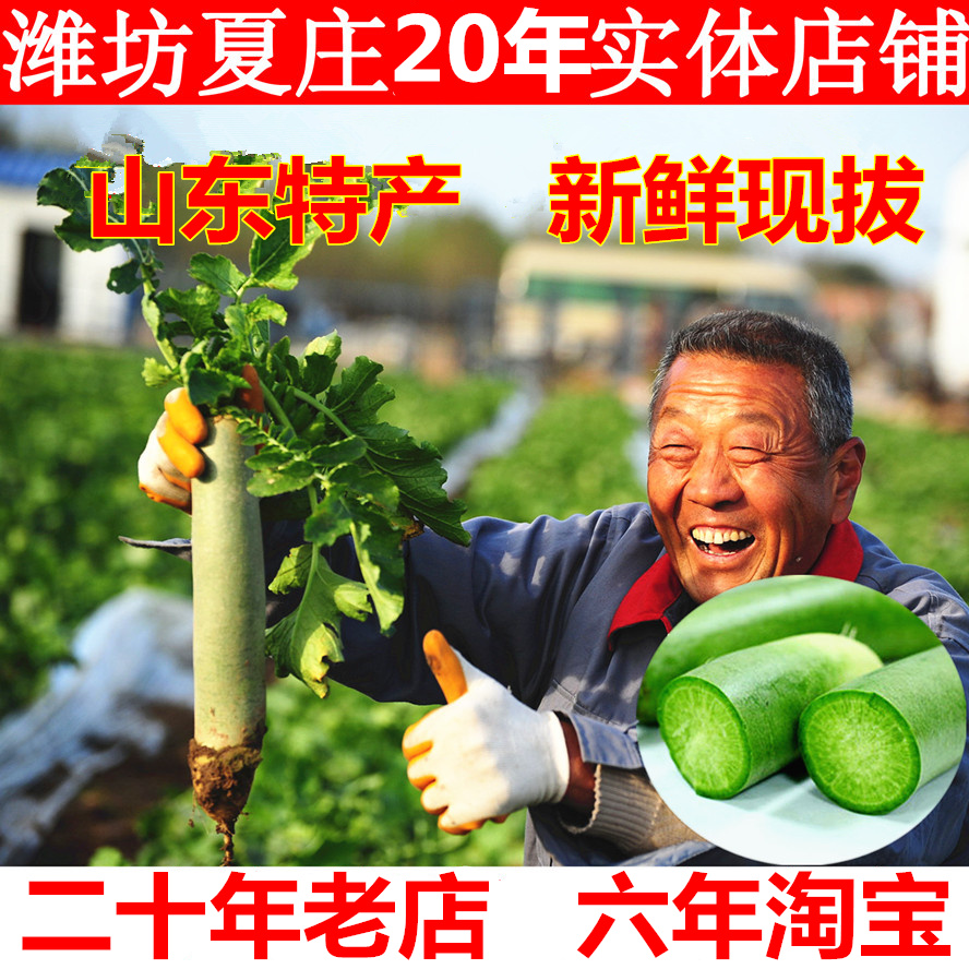 新鲜5斤潍坊萝卜现拔山东水果萝卜潍县萝卜山东特产青萝卜新鲜蔬