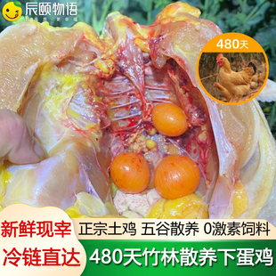 辰颐物语480天竹林散养下蛋土鸡大别山老母鸡正宗走地鸡新鲜现杀