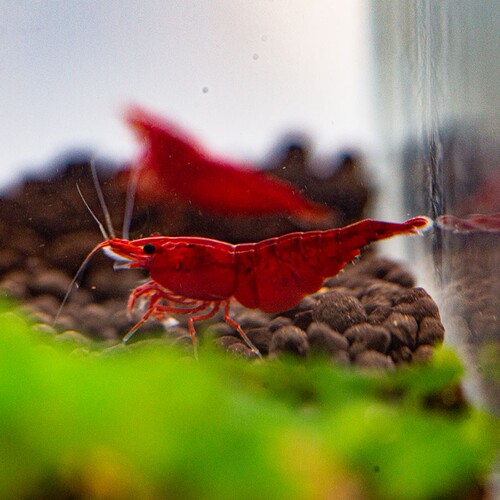 卡卡水族血腥玛丽观赏虾高端米虾
