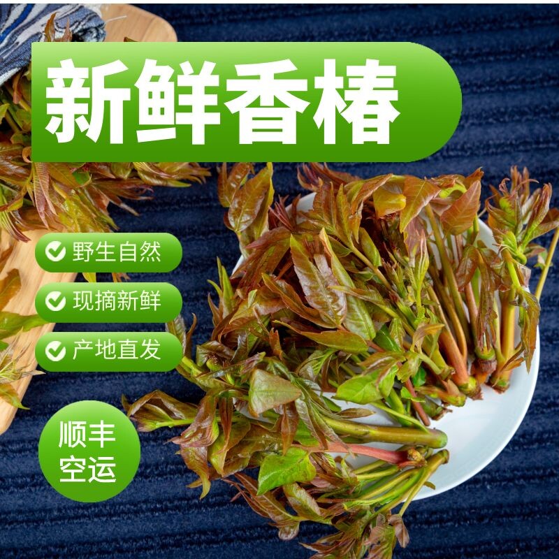 新鲜椿芽现摘香椿芽彝星源野生菜