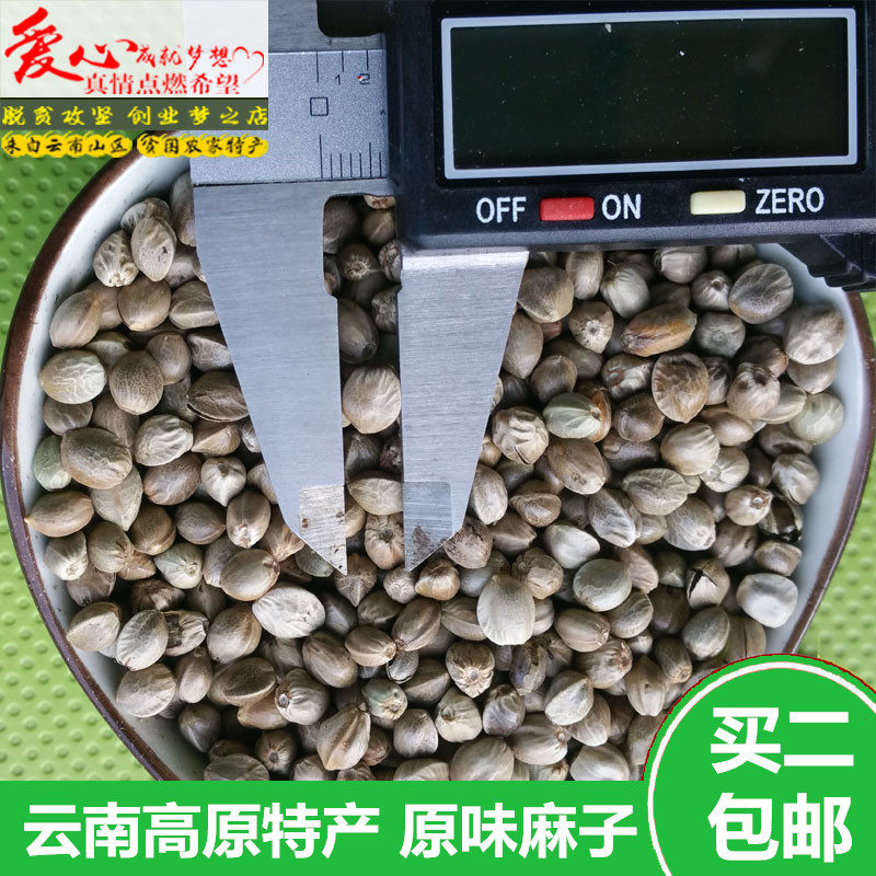 云南麻子树,麻子树(第7页)_大山谷图库