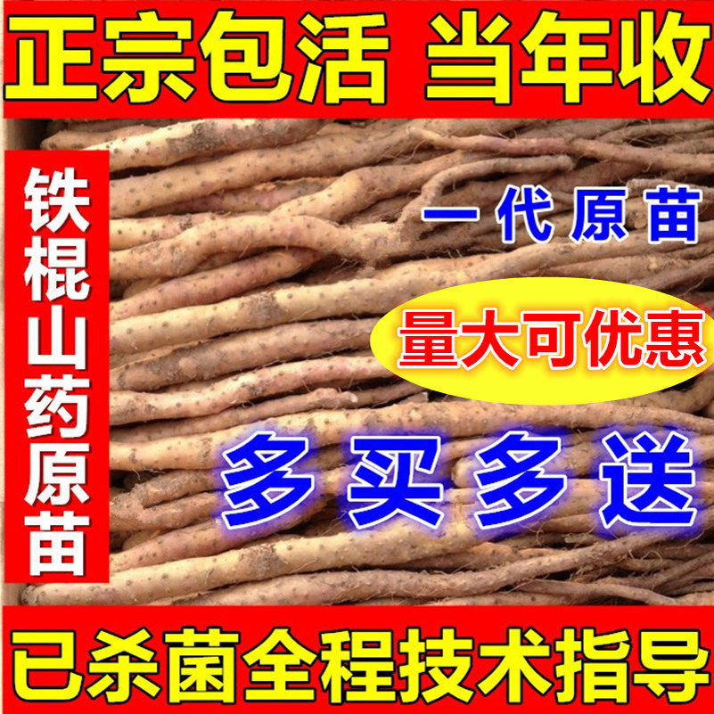 正宗焦作温县铁棍山药种苗种子山药嘴怀淮山药苗一级原苗一代原苗