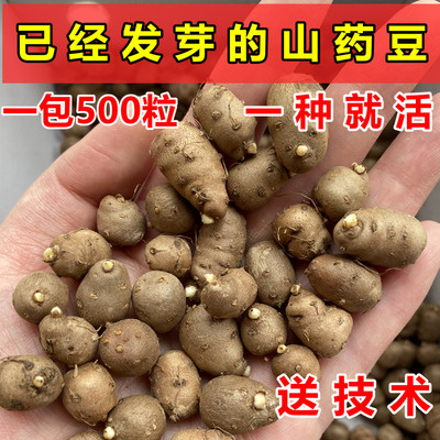 铁棍山药豆种子种苗怀山药蛋淮山药山药嘴子发芽的山药豆育苗盆栽
