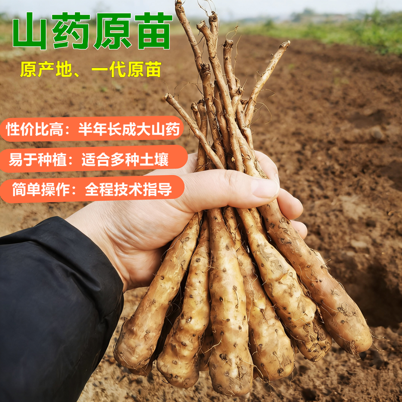 正宗河南焦作温县垆土铁棍怀山药种苗种子种植用淮怀山药一代原苗