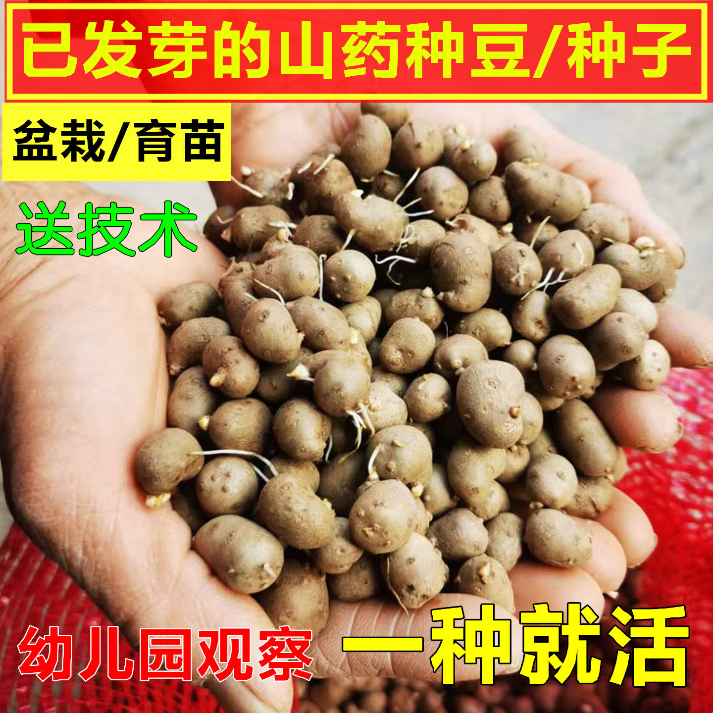 铁棍山药豆种子种植怀淮山药蛋嘴发芽的山药豆育苗盆栽幼儿园观察