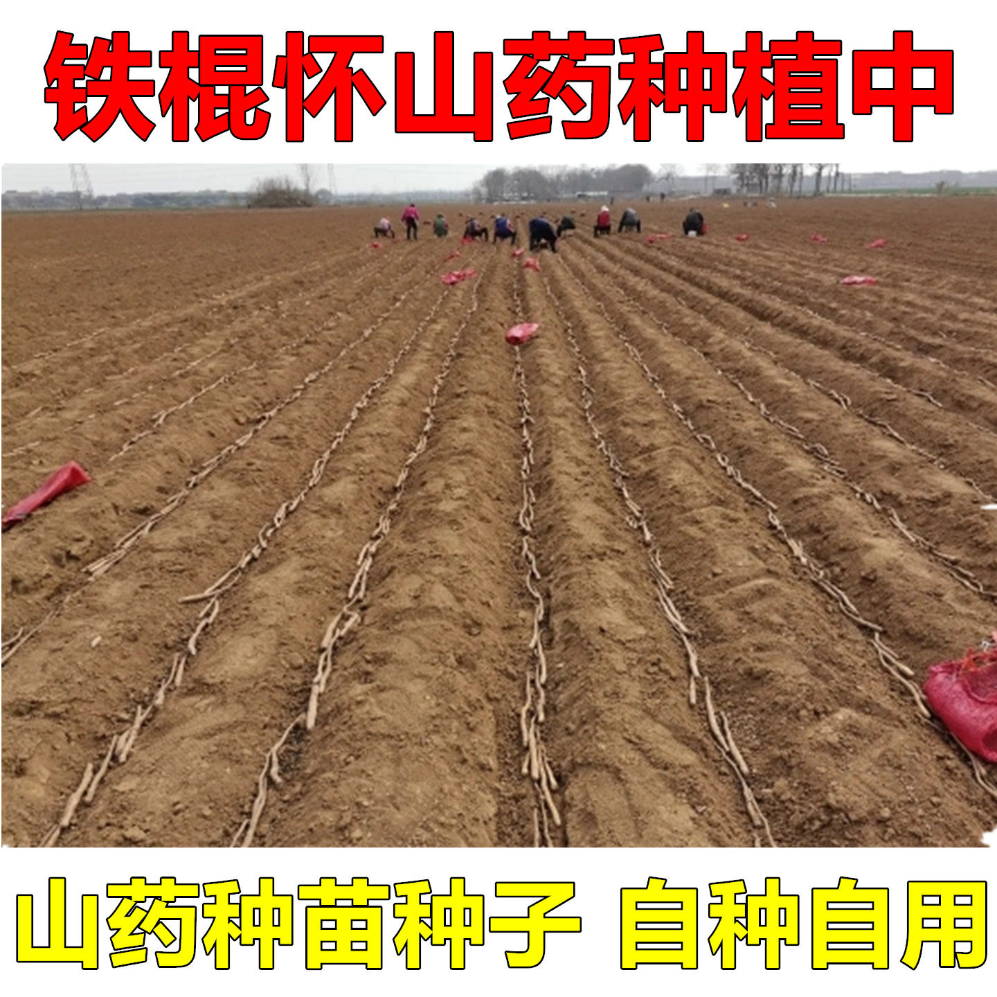 怀山药种植苗河南焦作温县铁棍山药种苗种子山药嘴怀淮山药豆苗种