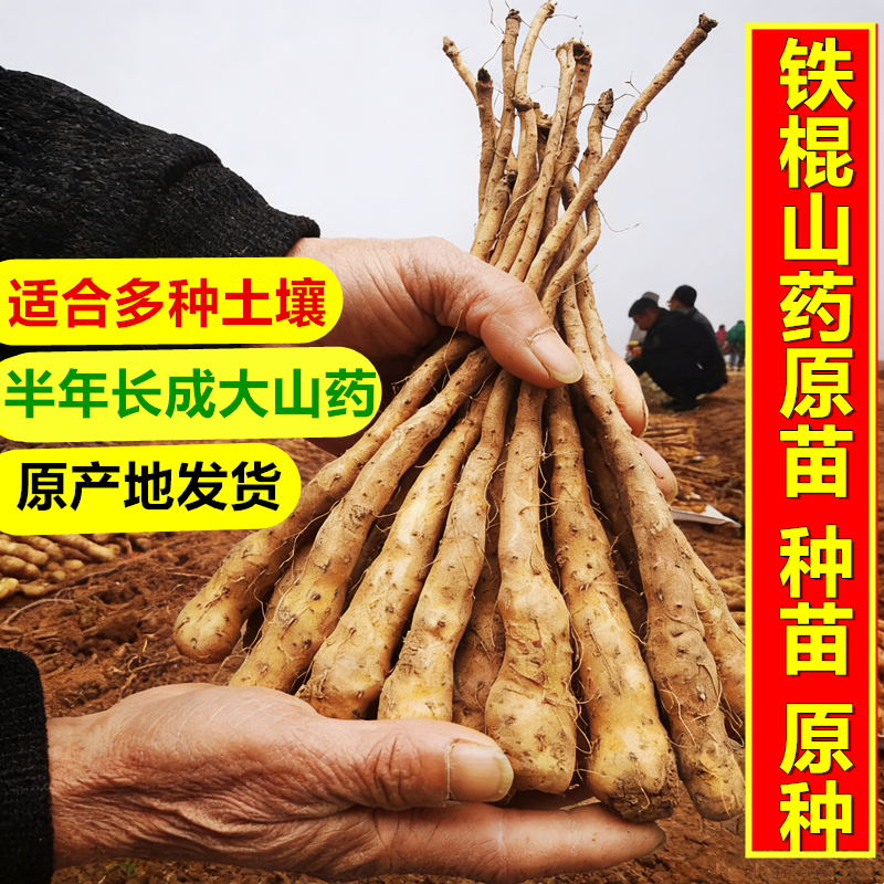 淮山药药种植苗河南焦作温县铁棍怀山药豆种苗种子种植怀山药原苗