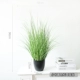 小号春色纯草盆栽