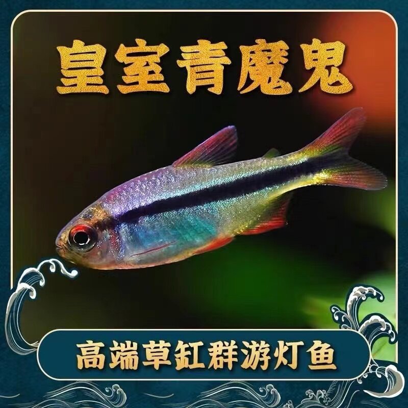 皇室青魔鬼灯鱼皇室青直售小型热带高端草缸群游淡水观赏鱼福利