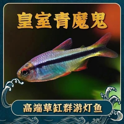 皇室青魔鬼灯鱼皇室青直售小型热带高端草缸群游淡水观赏鱼福利