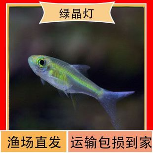 绿晶灯鱼进口稀有灯鱼活体观赏鱼小型灯鱼草缸群游鱼群游好温和