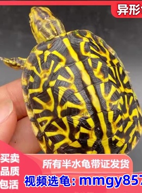 三趾东部佛箱龟半水龟活体尤卡坦墨西哥锦箱龟乌龟活物星点黄缘龟