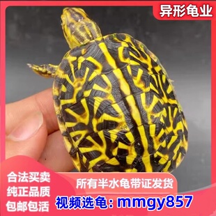 三趾东部佛箱龟半水龟活体尤卡坦墨西哥锦箱龟乌龟活物星点黄缘龟