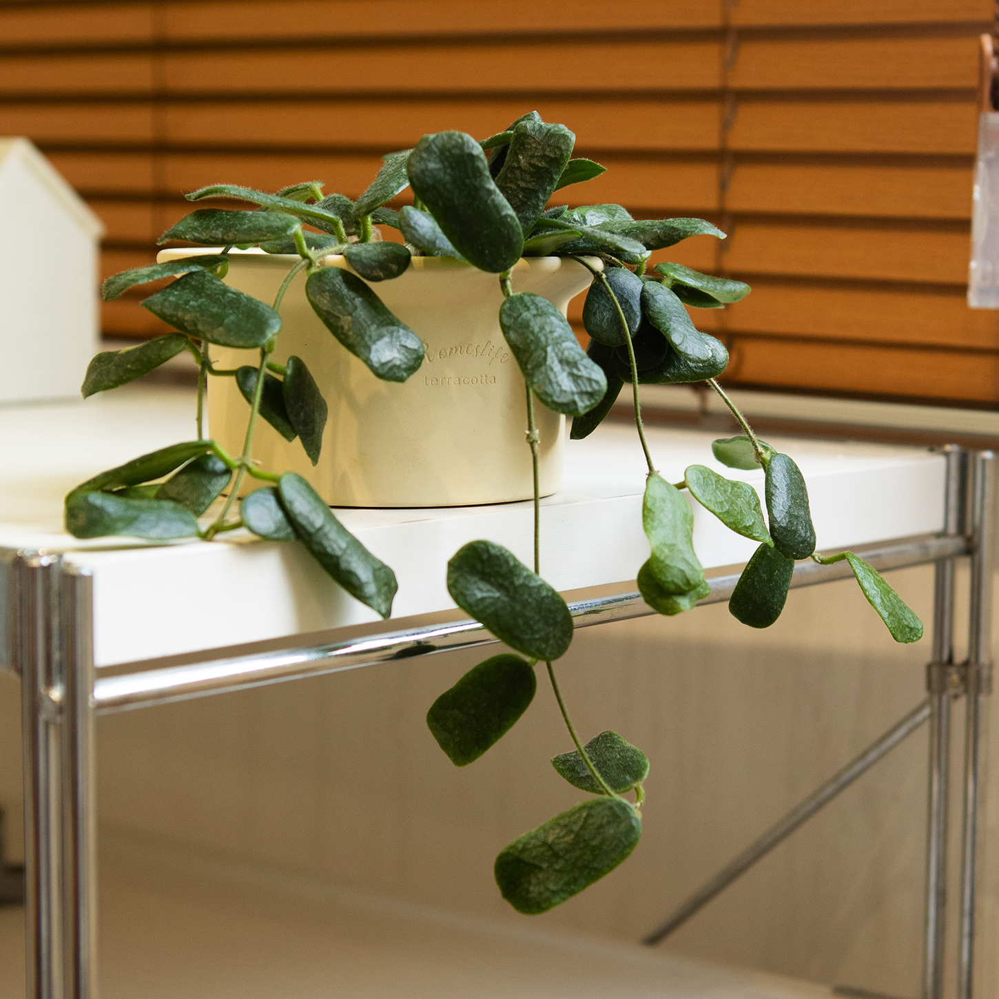 快看啊，方形叶子的秋兰，还开花