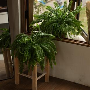 诗与自然 波斯顿蕨类植物盆栽长藤叶垂吊蕨客厅室内雨林绿植造景