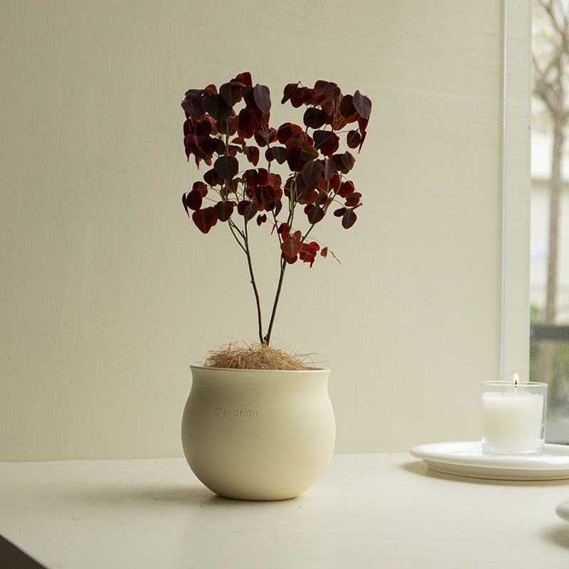 诗与自然 幸运草醡浆草小众绿植盆栽心形叶子桌面四季生长植物