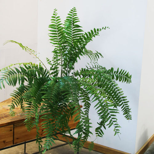 蕨类植物盆栽价格 蕨类植物盆栽图片 星期三