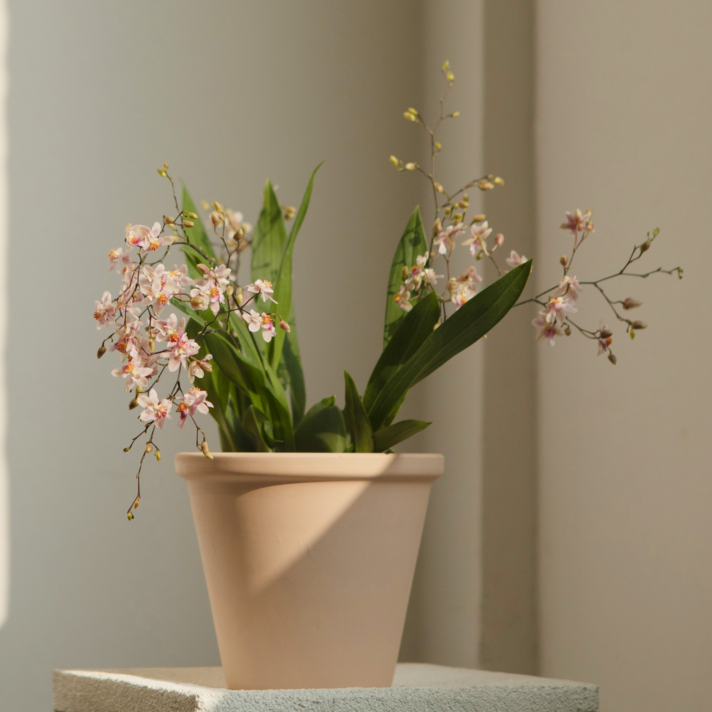 绿植室内兰花诗与自然牛奶香味